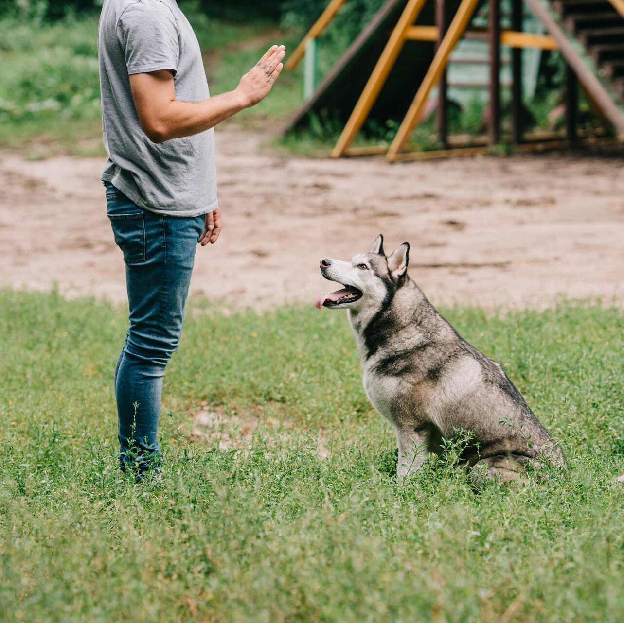 cropped-view-of-man-training-command-to-sit-with-husky-dog-e1657589352716.jpg