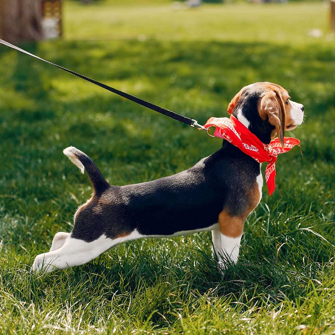 cute-female-beagle-dog-on-a-training-ground-at-spr-2021-08-26-18-30-06-utc.jpg