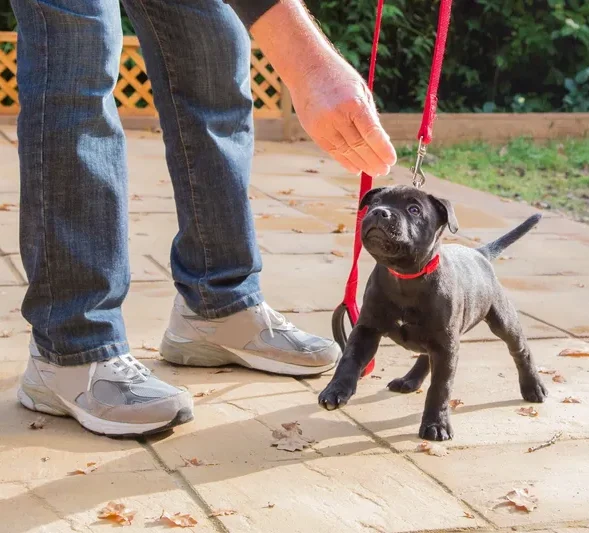 rs=w_800,cg_true (2)