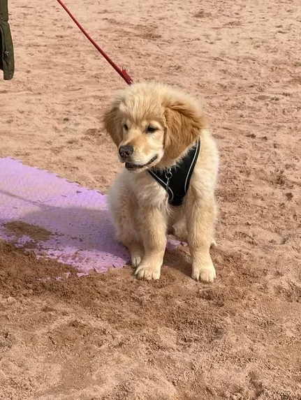 rs=w_800,h_602,cg_true (2)