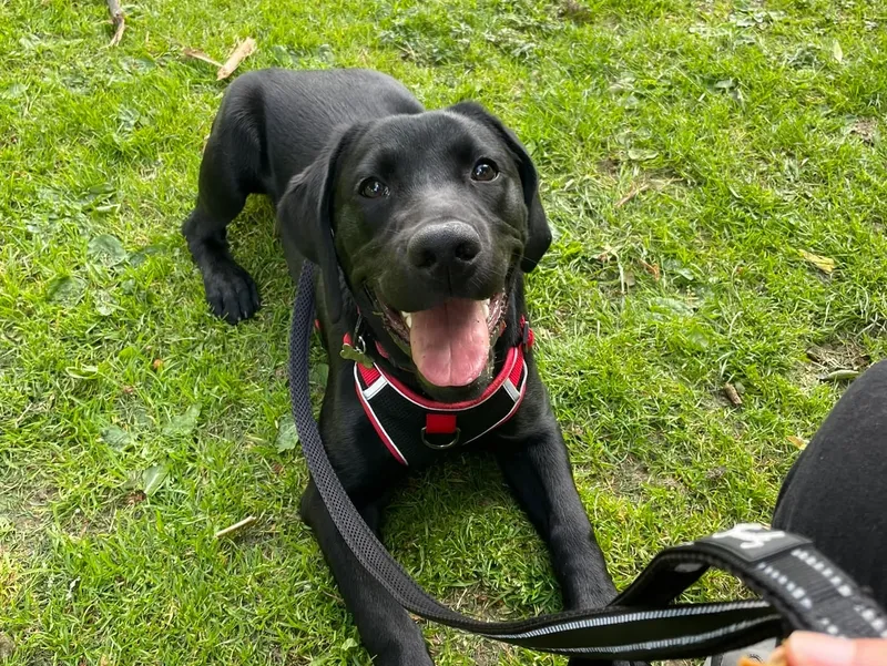 rs=w_800,h_602,cg_true (6)