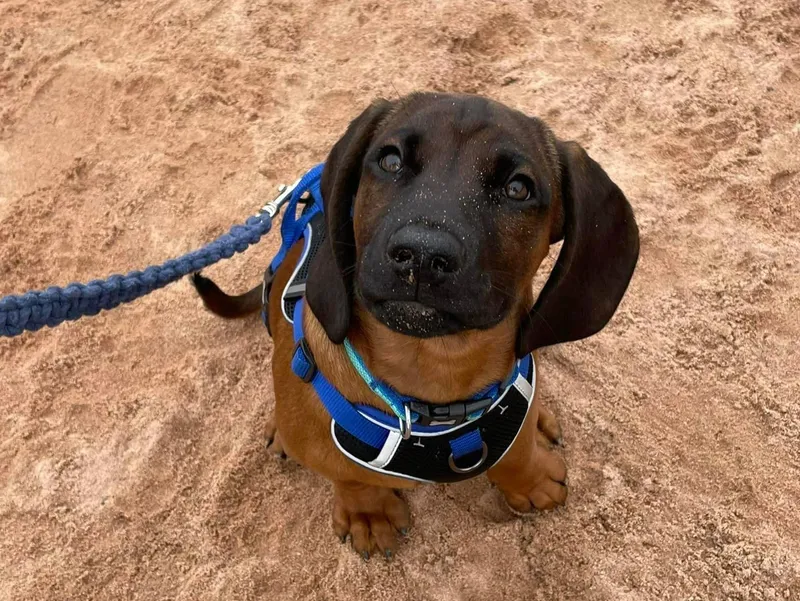 rs=w_800,h_602,cg_true